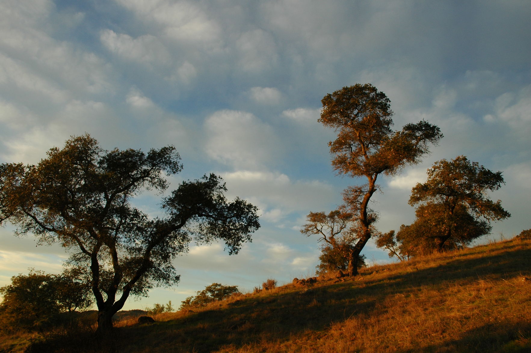 Oak Woodlant